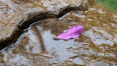 雨中坠落的花瓣和唯美水波纹视频的预览图